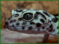 Facts about Leopard Gecko:

climate:
Dry mountain areas, steppes and deserts.
A dry climate with dry summers in the winter rain.

Average age: 20 years

Very friendly, curious, twilight and nocturnal.

Latin name: Eublepharis macularius.