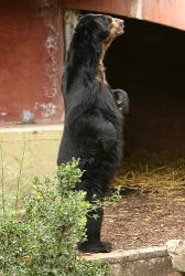 A bear standing straight at the Antwerpen Zoo