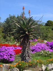 A flower in Kirstenbosch National Botanical Garden.