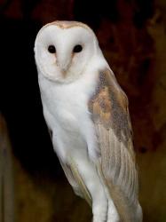 An owl in Battersea