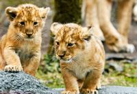 Young lions