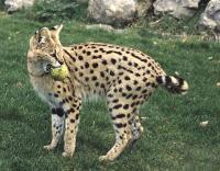 The serval (Leptailurus serval) is a cat that lives on the African savannah.