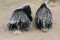 Porcupines in the Wellington Zoo