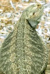 The Western Bearded Dragon in Naples Zoo, Florida, USA>
