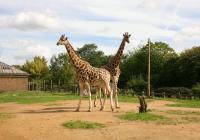 Giraffes in the zoo of London.