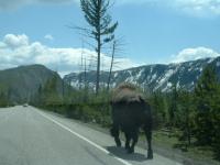 Buffalo in Yellowstone Park, USA.
