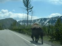 Yellowstone Park