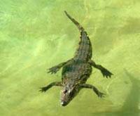 Crocodile