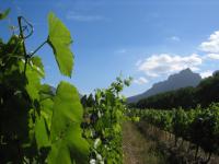 Nature near Stellenbosch.