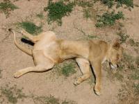 A lazy leeuwing is enjoying the sun at the zoo of Stellenbosch.