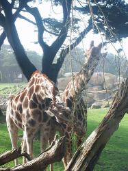 Giraffes