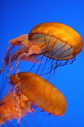 Jellyfish