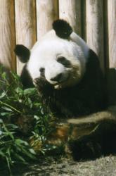 Giant Panda