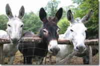 Donkeys