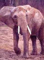 African Elephant.