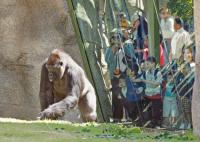 A gorilla watched trough glass by tourists.