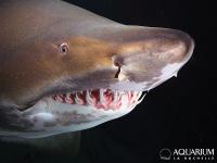 A beautiful tigershark, to be seen in the aquarium.