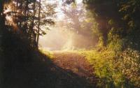 The sun shining through the woods near Le Domaine Vert.