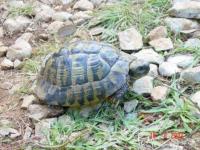 Turtles just walk around freely in Cres.