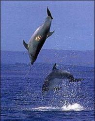 Dolphins