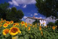 Casa dei colli between sunflowers.