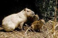 The largest rodent, the capybara, in the Zurich Zoo.