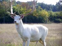 Wildlife at the campsite.