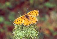 Another butterfly in the Butterfly Museum Pujalt in Spain.