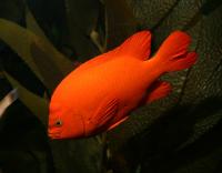 The beautiful orange fish called Girabaldi at the Georgia Aquarium in Atlanta