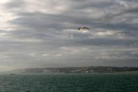 Picture made from the ferry from Dover to Calais. The typical white rocks and three birds flying.