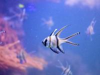 A black and white fish in the Watermuseum in Stockholm, Sweden.