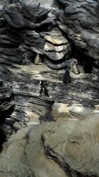 De pinguins on the rock.