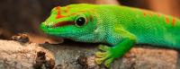 Gecko Rerrazoo Rheinberg, Germany