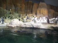 Pinguins in the Omaha Zoo, Nebraska