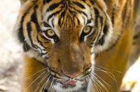 Tiger in Woodland Park Zoo, Seatle